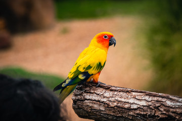 Green yellow red  parrots, sitting on a branch