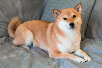 Red dog breed Shiba inu is lying on the grey sofa at home