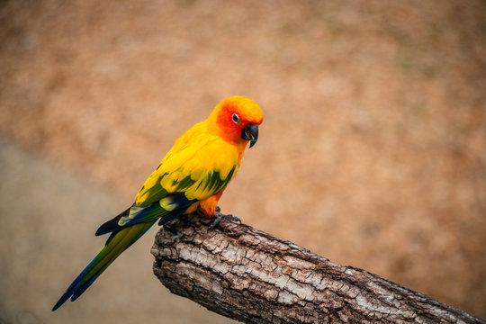Green yellow red  parrots, sitting on a branch