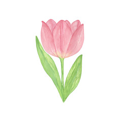 A tender pink tulip flower on the white background, a single object, watercolor illustration