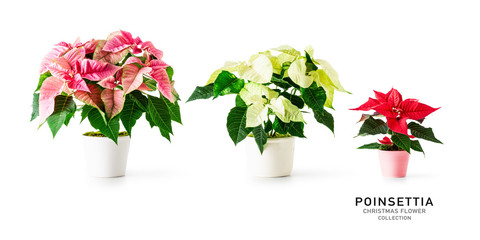 Poinsettia christmas flower collection and creative banner
