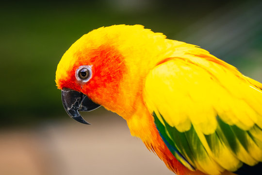 Green yellow red  parrots, sitting on a branch