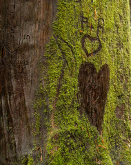 Redwood Tree Graffiti