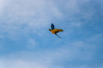 Flying yellow gold macaw parrot against blue sky