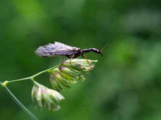 insect on leaf