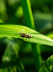 fly on leaf