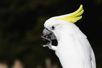 Cacatu white parrot withy yellow feathers on the head, sitting on a branch