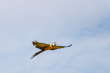 Flying yellow gold macaw parrot against blue sky