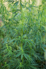 Young cannabis plants growing in the field. Vegetative stage of marijuana growth. Medical marijuana. Background of cannabis leaves. A large amount of marijuana. 