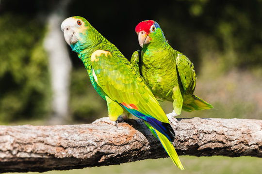 Green yellow red  parrots, sitting on a branch
