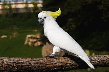 Cacatu white parrot withy yellow feathers on the head, sitting on a branch