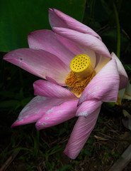 lotus-蓮の花-DSC1063