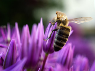 bee on flower