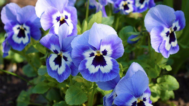 Purple pansies. Violet spring flowers