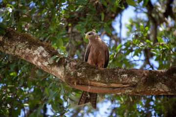a tawny eagle perched in a tree
