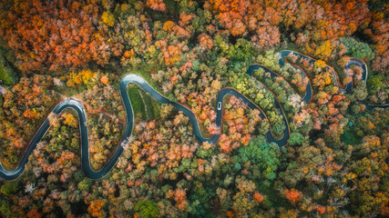 autumn serpentine aerial