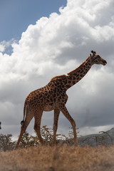 Obraz premium giraffe in the african national park