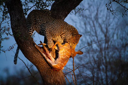 A leopard, Panthera pardus, stands in a tree at night, nyala kill in its mouth, Tragelaphus angasii, lit up by spotlight