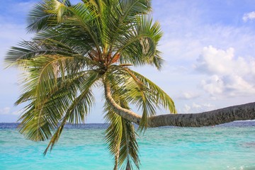 Bending Coconut Palm Tree Over calm blue turquoise Ocean Surface  in the Maldive Islands.Vacation and holiday,leisure concept.