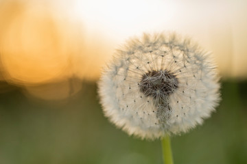 dandelion blowball (Taraxacum officinale) in the control sunlight against the background of the...