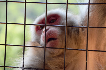 Close up on face of a Japanese macaque (snow monkey, macaca fuscata) on the outside of a cage, Arashiyama Monkey Park Iwatayama, Kyoto, Japan