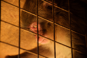 Close up on face and beautiful eye of a Japanese macaque (snow monkey, macaca fuscata) on the...
