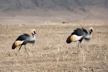 Grey Crowned Crane in africa
