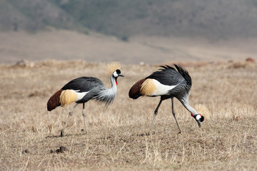 Obraz na płótnie Canvas Grey Crowned Crane in africa