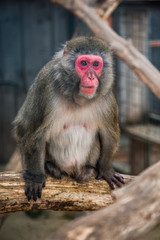 Portrain of Japanese Macaque Monkey Sitting on Tree Trunk in ZOO