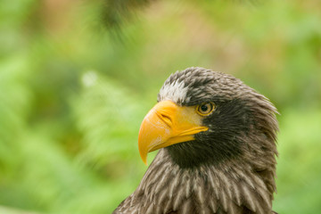 Aigle noir à bec jaune