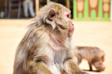 Old and wise Japanese macaque (snow monkey, macaca fuscata) sitting on a stool above the other monkeys, surveying the grounds, Arashiyama Monkey Park Iwatayama, Kyoto, Japan