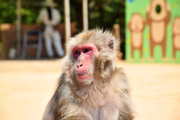 Naklejka premium Old and wise Japanese macaque (snow monkey, macaca fuscata) sitting on a stool above the other monkeys, surveying the grounds, Arashiyama Monkey Park Iwatayama, Kyoto, Japan