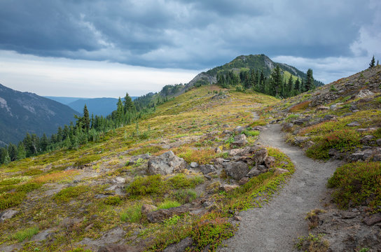 View of the Pacific Crest Trail in alpine meadow, Goat Rocks Wilderness, Gifford Pinchot National Forest, Washington,Hiking trail through alpine wilderness