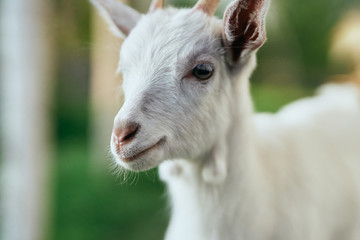 Fototapeta premium portrait of a goat