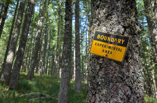 A tree with an identifying marker in an area of experimental activity and forestry along the Pacific Crest Trail.,Pacific Crest Trail