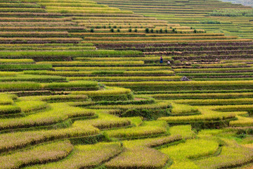 Rice terraces, Northern Vietnam