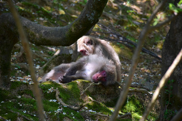 Sleeping Japanese macaque (snow monkey, macaca fuscata) while another grooms it, Arashiyama Monkey Park Iwatayama, Kyoto, Japan