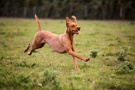Portrait of Vizla dog running across a meadow.