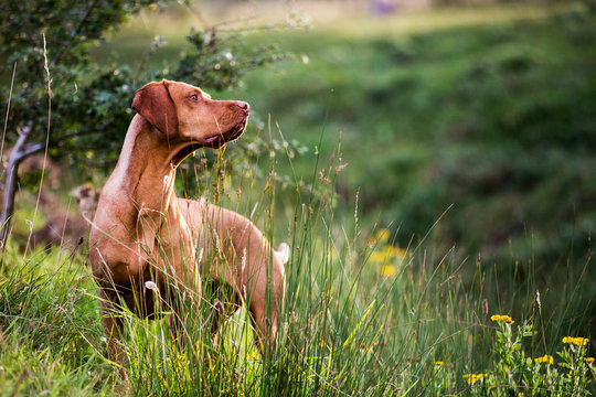 Portrait of Vizla dog standing on a meadow.