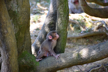 Cute Japanese baby macaque (snow monkey, macaca fuscata) exploring the forest, Arashiyama Monkey Park Iwatayama, Kyoto, Japan