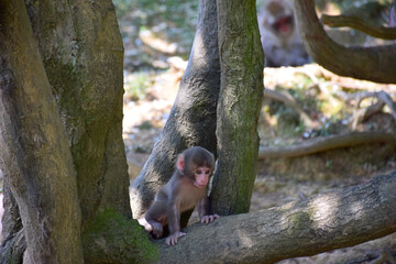 Cute Japanese baby macaque (snow monkey, macaca fuscata) exploring the forest, Arashiyama Monkey Park Iwatayama, Kyoto, Japan