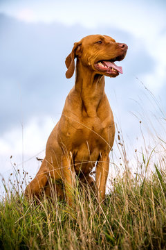 Portrait of Vizla dog sitting on a meadow.