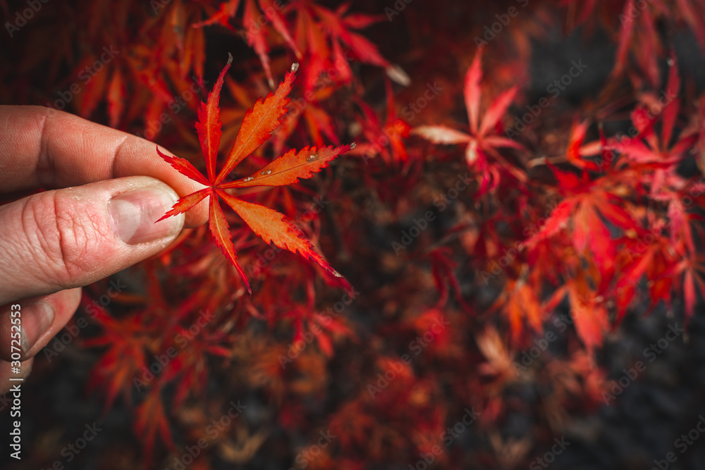Wall mural red-brown japanese maple leaf is held up by two fingers