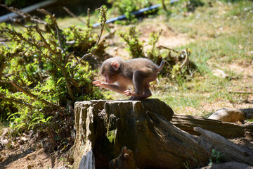Cute baby Japanese macaque (snow monkey, macaca fuscata) exploring a tree stump while banging with its hands, Arashiyama Monkey Park Iwatayama, Kyoto, Japan