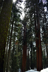 redwood and pine tree in mount