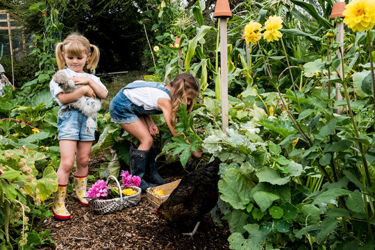 Girls with chicken picking vegetables in garden