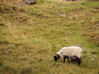 Naklejka na ściany i meble Sheep consume fresh green juicy grass, Connemara National park, county Galway Ireland.