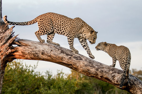 A mother leopard, Panthera pardus, greets its cub while balancing on a log,Londolozi Game Reserve