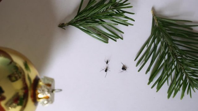 Christmas Tree Bugs. The main insects at Christmas tree