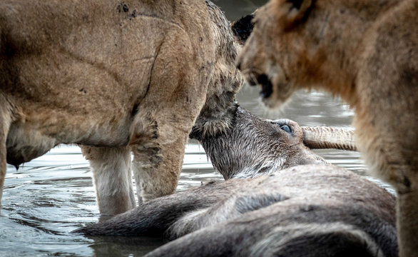 A dead waterbuck, Kobus ellipsiprymnus, lies in water and two lions feed on the carcass. ,Londolozi Game Reserve